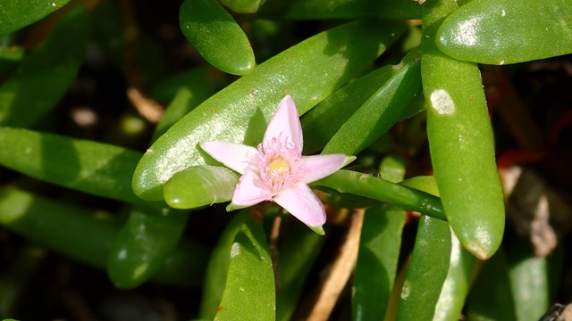 Blooming akulikuli flower