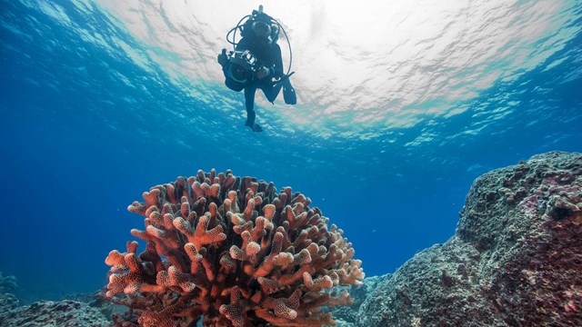 Underwater photograph of diver and coral