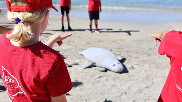 Group of kids on the beach measuring their distance from a stuffed seal