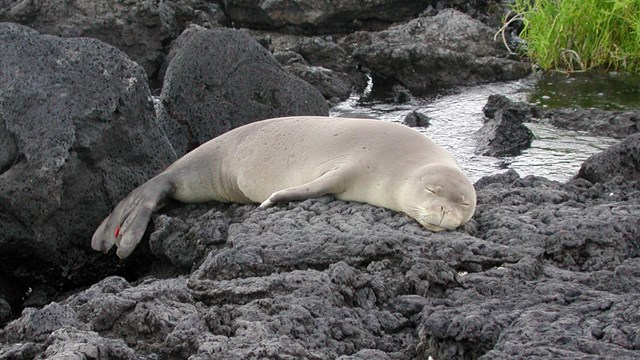 Monk seal resting on lava