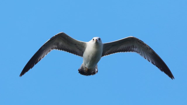 Gull flying with blue sky background