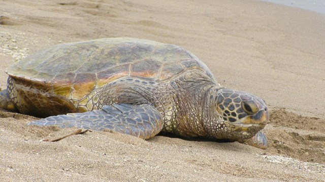 Turtle resting on sand