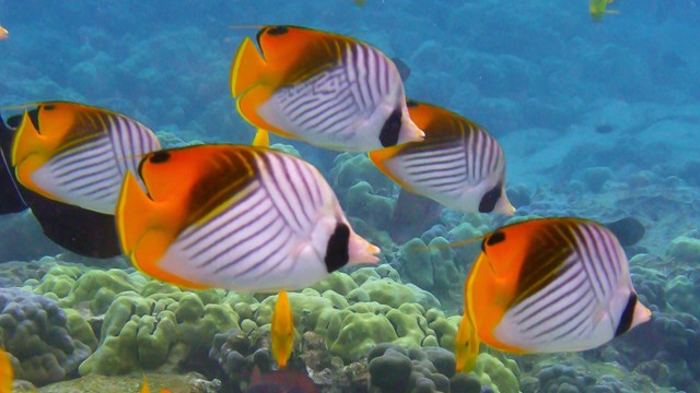 School of fish underwater