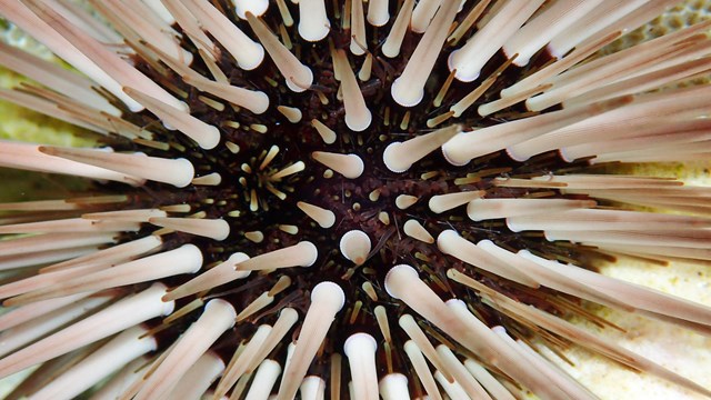 Sea urchin close-up