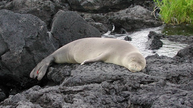 Monk seal resting on black lava
