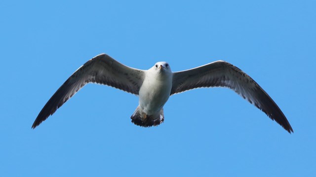 Gull in flight, with a blue sky background