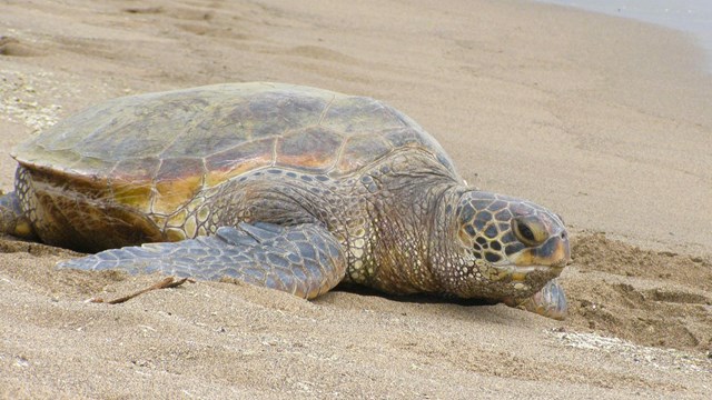 Turtle resting on the beach