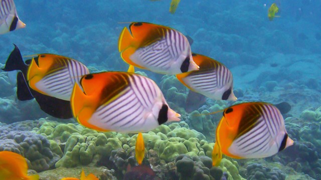 School of fish underwater