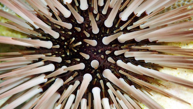 Close-up of urchin