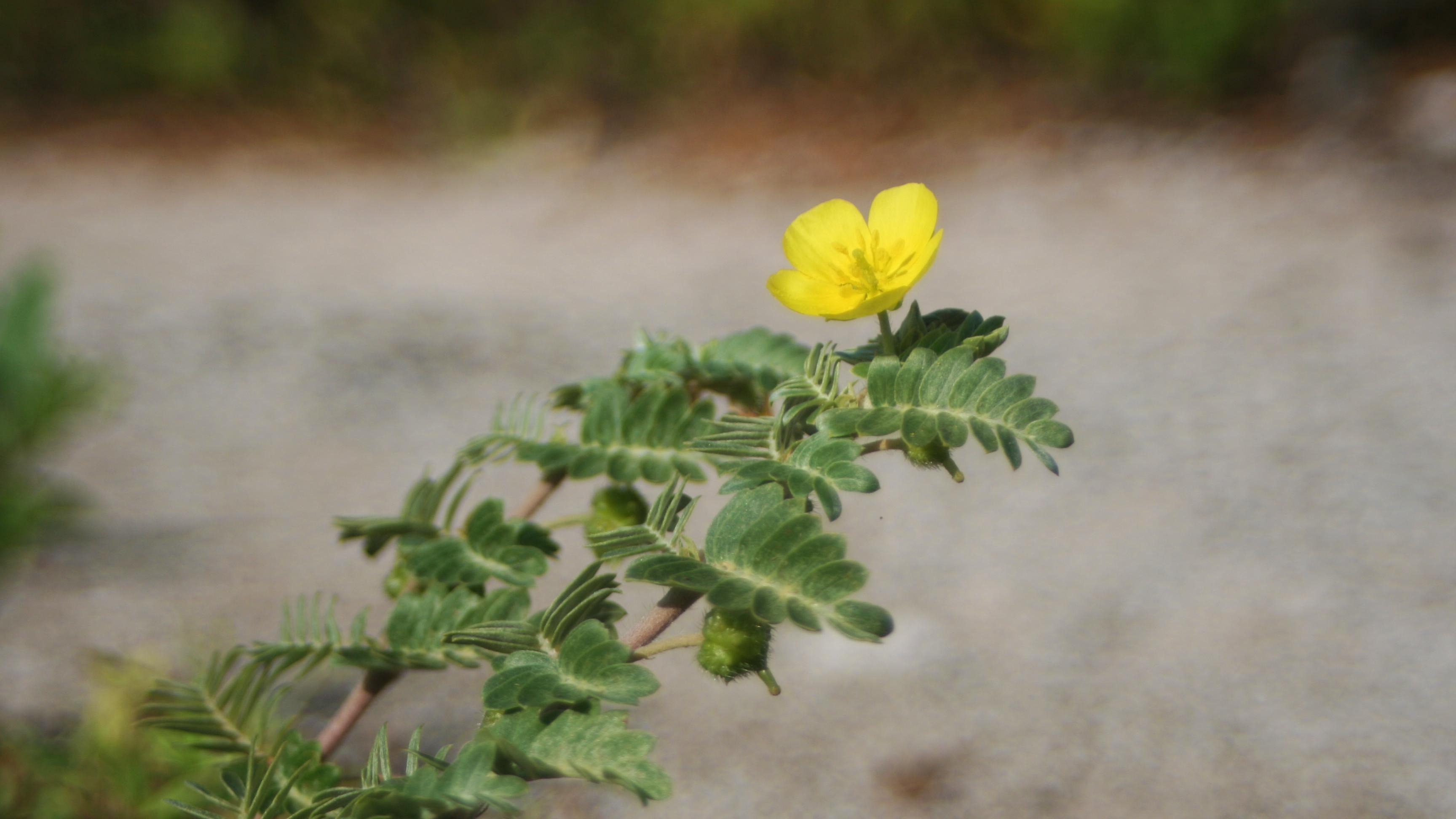 Yellow flower