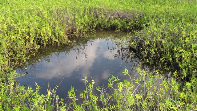 Anchialine pool with vegetation growing