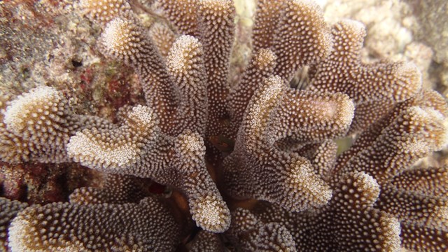 Close-up of coral