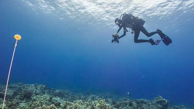 Diver studying coral underwater