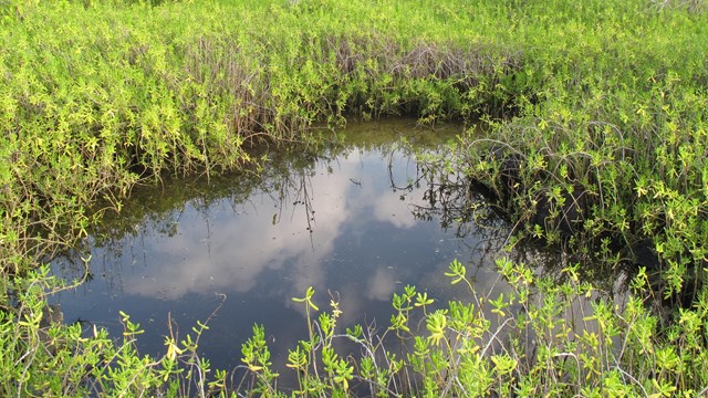 Anchialine pool with green vegetation