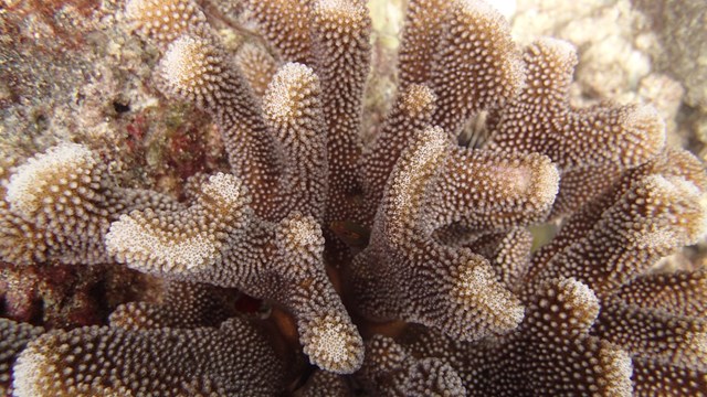 Close-up photograph of coral