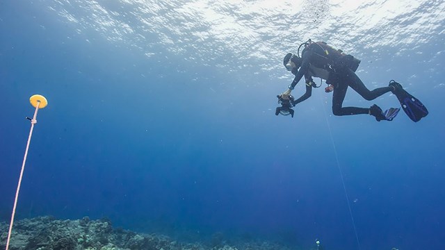 Diver studying coral underwater