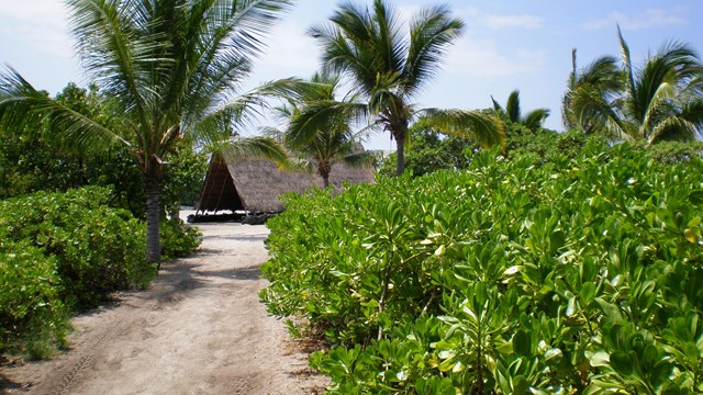 Sandy trail through green shrubbery with a traditional Hawaiian hale at the end of the path