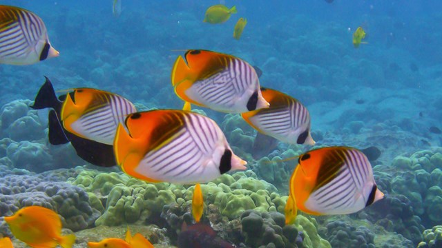 Underwater photograph of fish swimming above coral reef