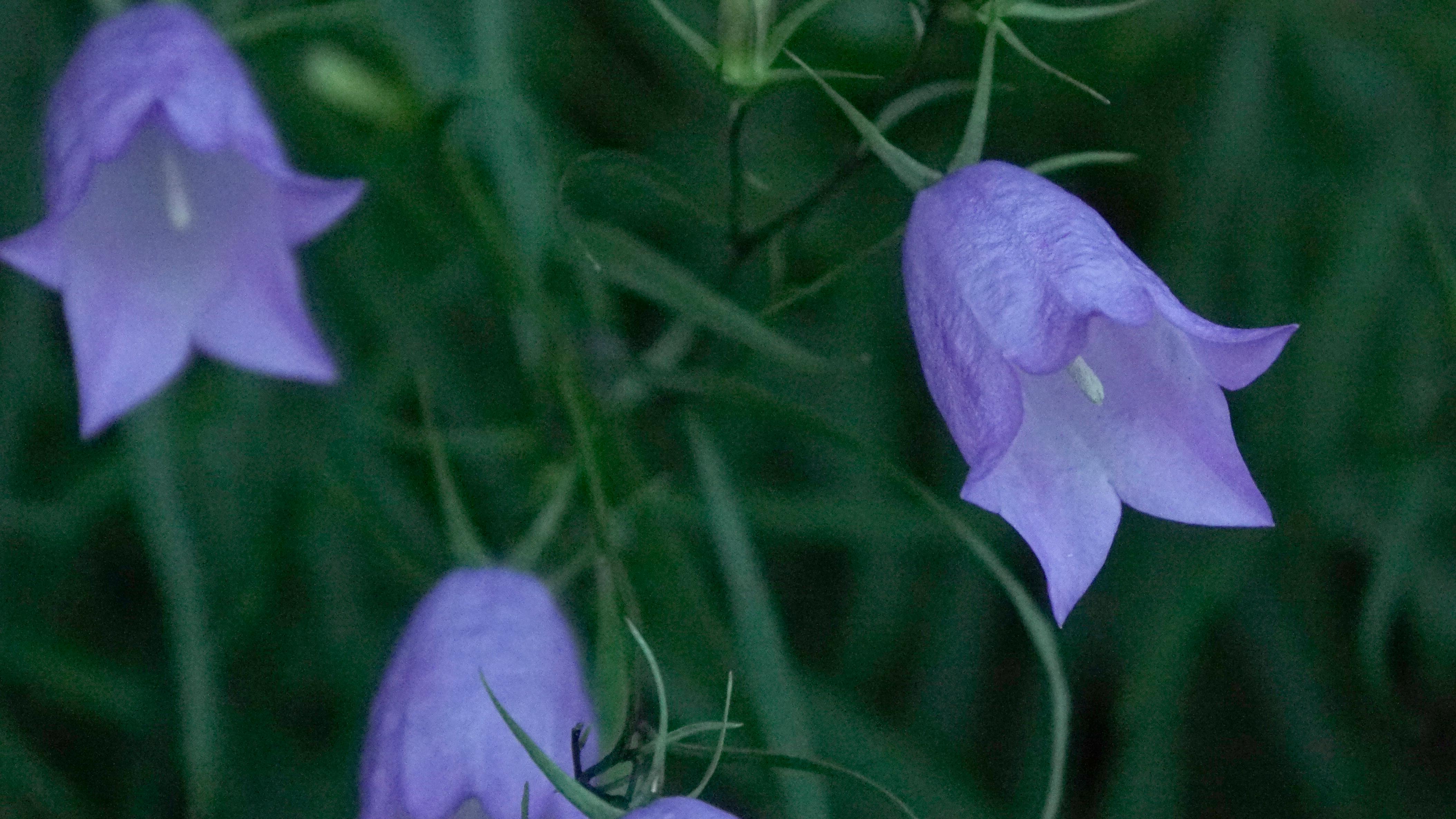 Hare Bells
