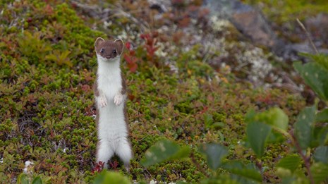 weasel stands on its hind legs among low-growing tundra plants