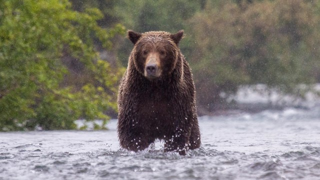 a brown bear stands in the middle of a steam looking head-on as it lightly rains.