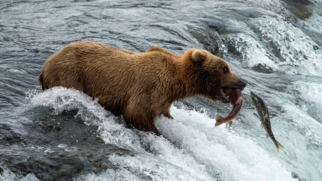 a brown bear standing in rushing water opens its mouth to catch one of two salmon leaping upstream.