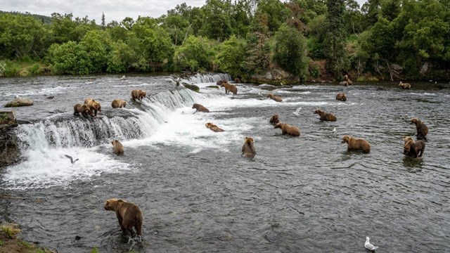 around 15 brown bears gather at a roughly 5-foot waterfall in a river.