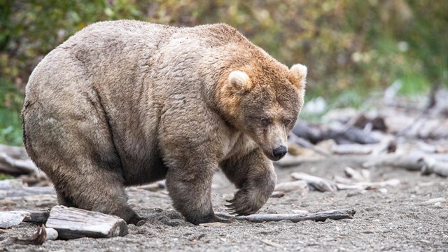 an extremely fat, light brown bear moves toward a river.
