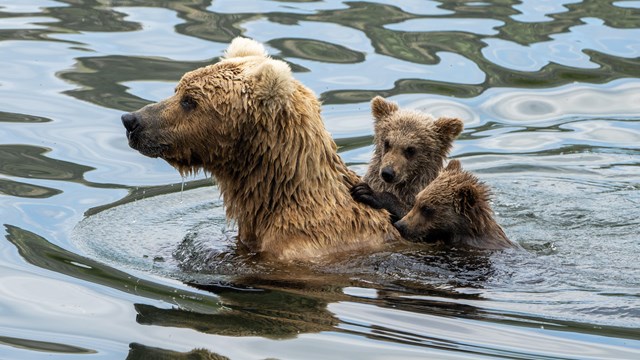an adult brown bear swims through water with two cubs on its back.