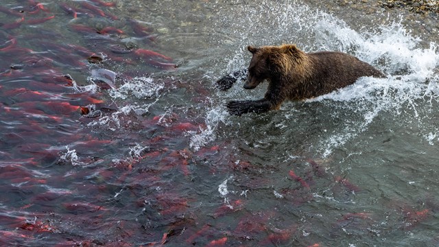 a brown bear splashes into water filled with bright red salmon while fishing.