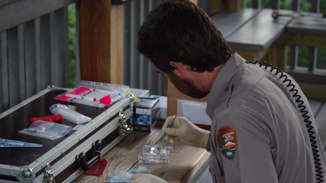 A scientists moves a fur sample with tweezers, with equipment on the bench.