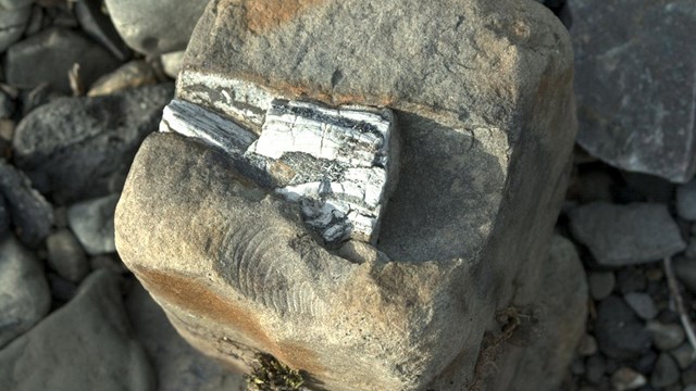 Shell fossil in rock.