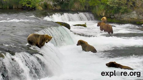 bears fishing at waterfall