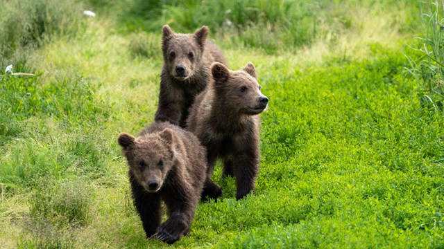 three dark brown bear cubs walk in a line through a grassy field.