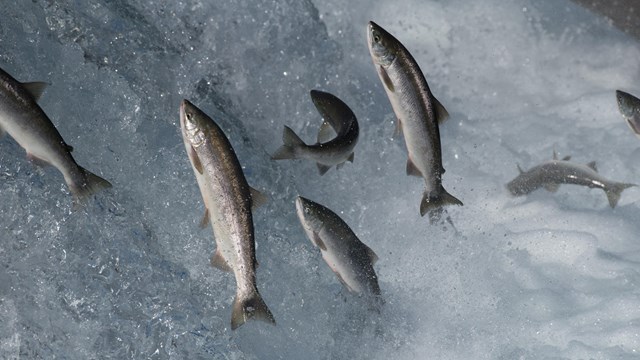 seven silver fish leap out of the water at a waterfall, attempting to swim upstream.