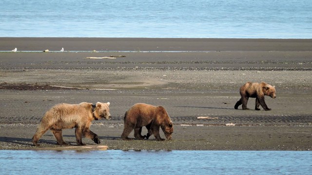 Bears walking on intertidal zone. 