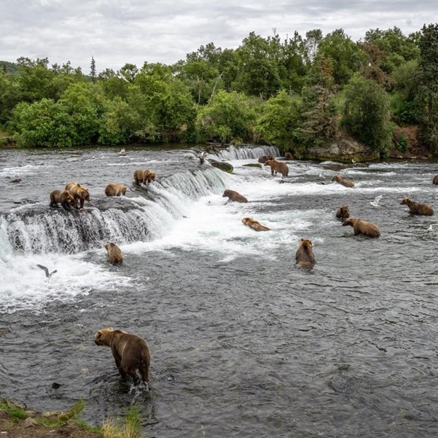 around 15 brown bears gather at a roughly 5-foot waterfall in a river.