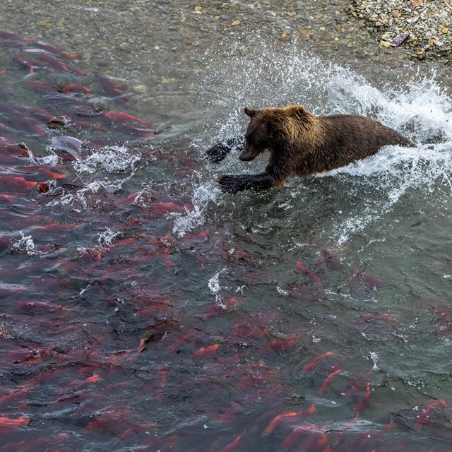 a brown bear splashes into water filled with bright red salmon while fishing.