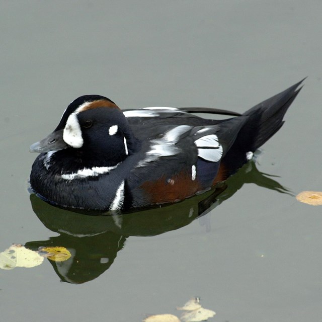 Harlequin Duck floating on water.