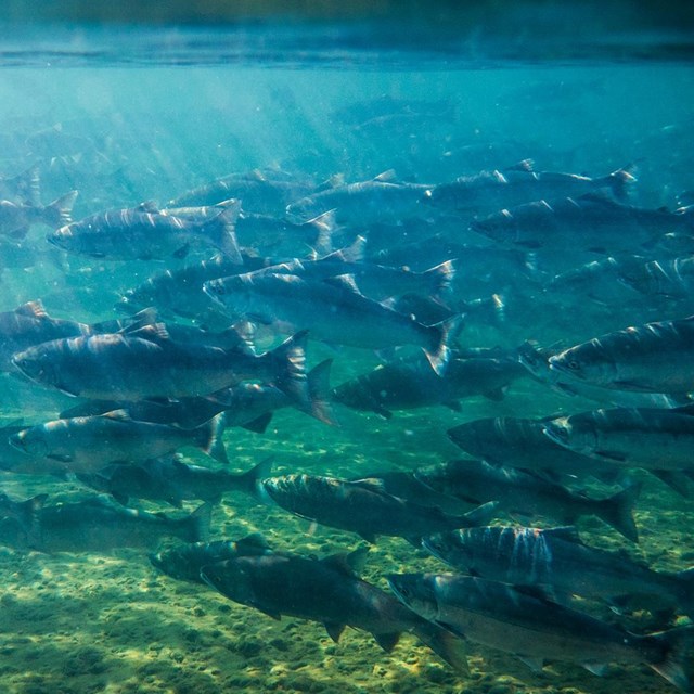 School of sockeye salmon underwater.