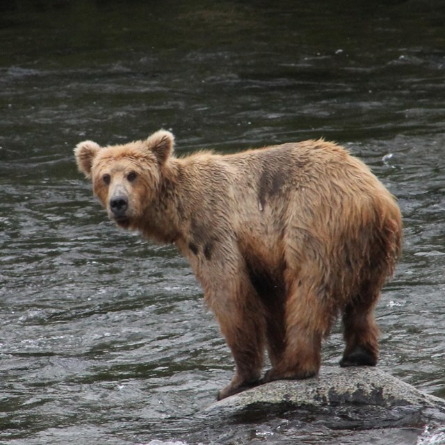 Brown bear standing on rock in river.