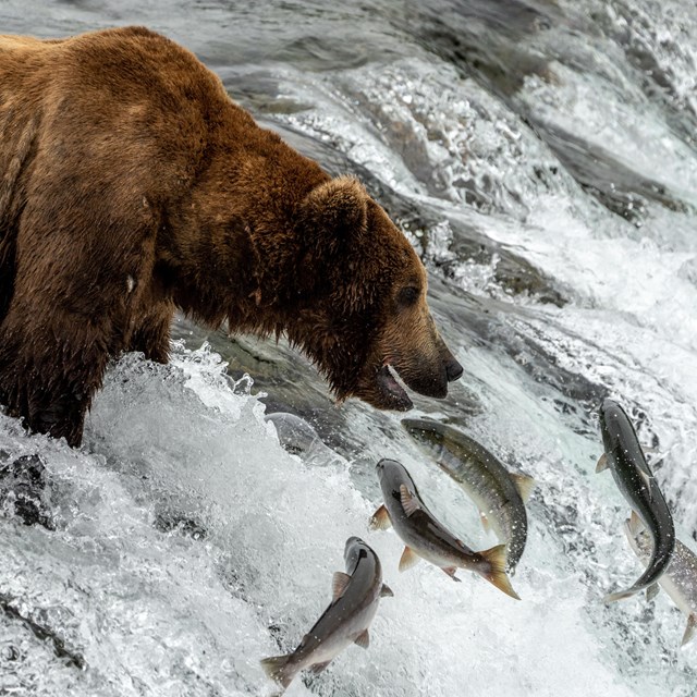 a bear opens its mouth at the top of a waterfall to catch fish.