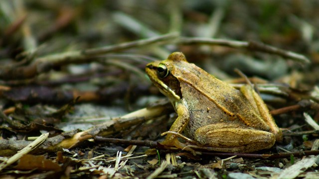 A wood frog, small and tan in color with black around its eyes, sits on the forest floor.