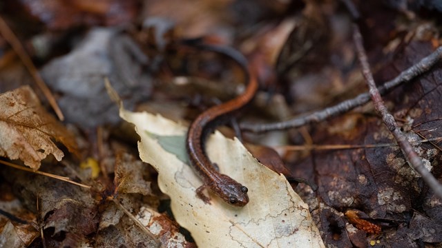 A close up photo of an eastern red-backed salamander (brown and red mottled colored salamander).