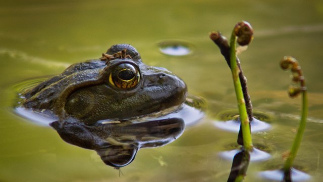 A green frog with a bug on its head peaks from shallow water
