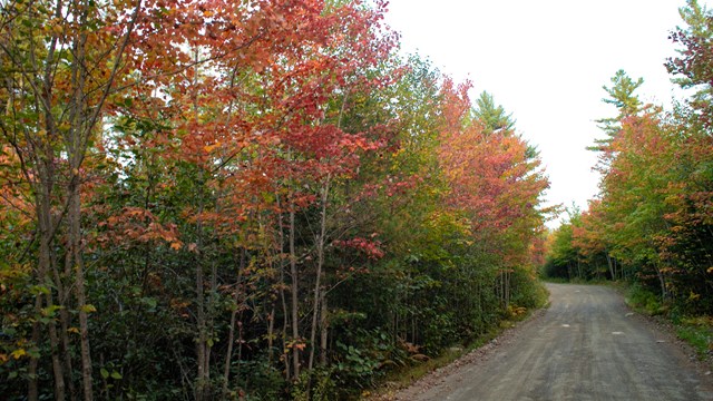 red leaves are interspersed with yellow and green on tree lining a dirt road