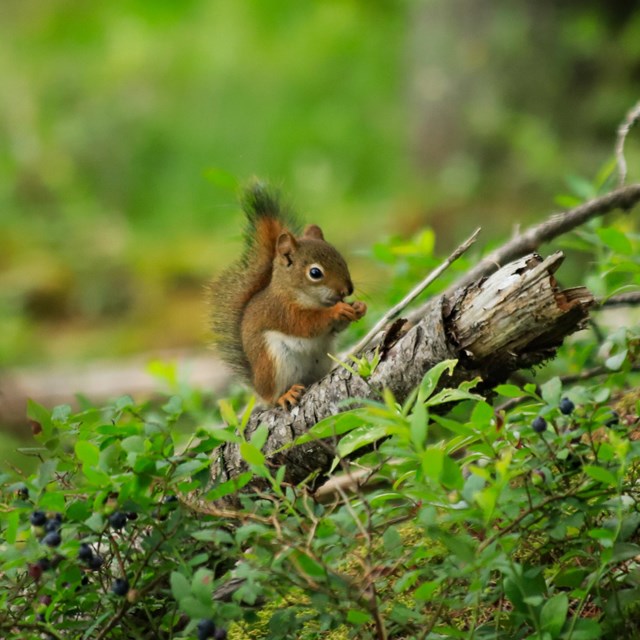 A red squirrel sitting on a log on the forest floor with a berry in its hand.