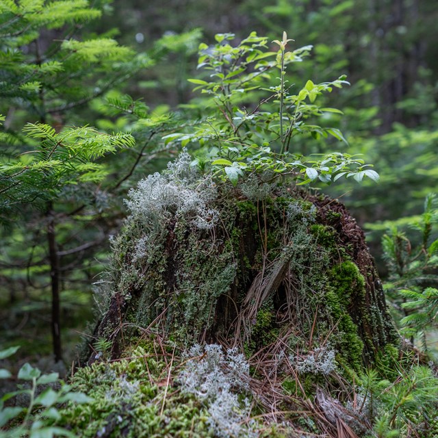 A decomposing stump with lichen and moss growing on the surface of it and on the forest floor.