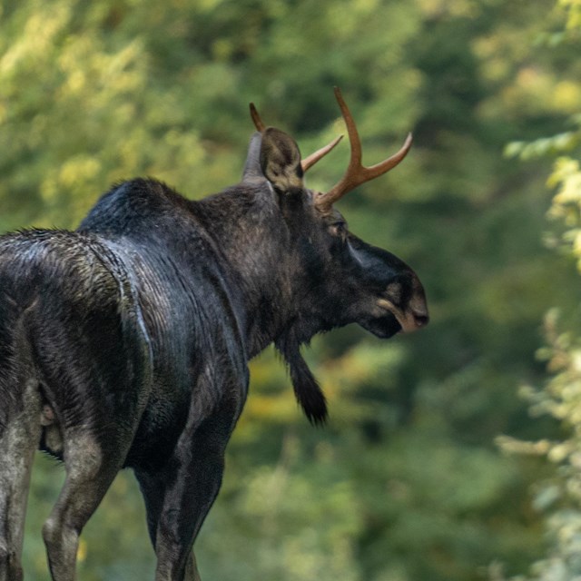 Moose looks out over shoulder toward dirt road with green leafy trees in background 