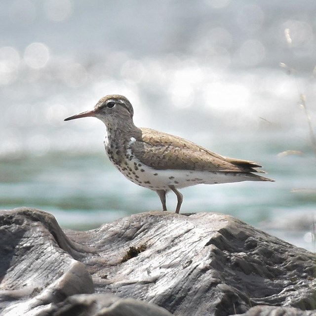 Spotted sandpiper stands on a gray rock with blue water in the background